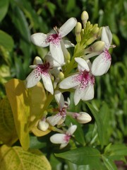Pseuderanthemum maculatum