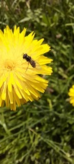 Syrphidae