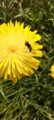 Syrphidae