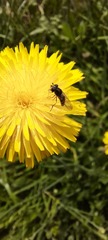 Syrphidae