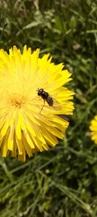 Syrphidae