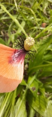 Papaver