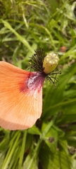 Papaver