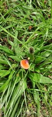 Papaver