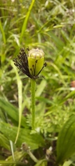 Papaver