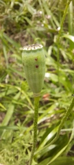 Papaver