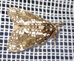 Dasychira punctifera