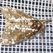 Dasychira punctifera - Photo (c) Jean-Paul Boerekamps,  זכויות יוצרים חלקיות (CC BY-NC), הועלה על ידי Jean-Paul Boerekamps