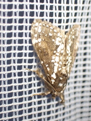 Dasychira punctifera
