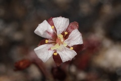 Drosera microscapa