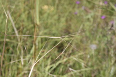 Aristida leptopoda