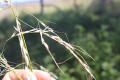 Austrostipa aristiglumis