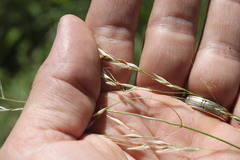 Austrostipa aristiglumis
