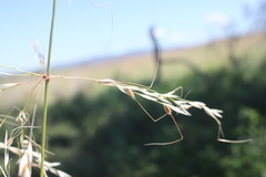 Austrostipa aristiglumis