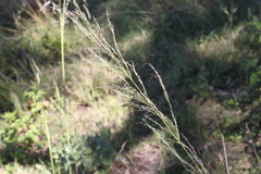 Austrostipa verticillata