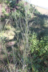 Austrostipa verticillata