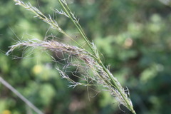 Austrostipa verticillata