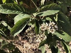 Critoniopsis