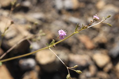 Boerhavia dominii