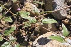 Boerhavia dominii