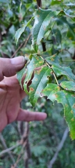 Berberis moranensis