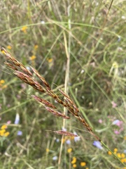 Sorghum leiocladum
