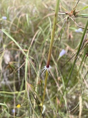 Sorghum leiocladum
