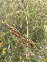 Sorghum leiocladum
