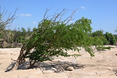 Magnoliopsida