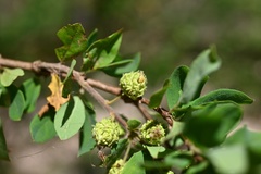 Magnoliopsida