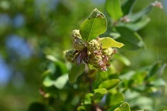 Magnoliopsida