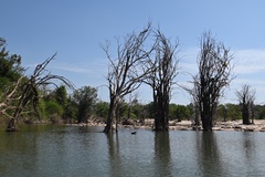 Magnoliopsida