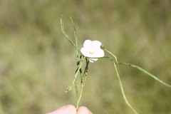 Convolvulus graminetinus