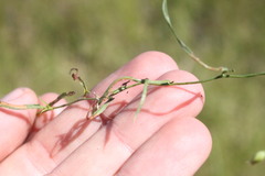 Convolvulus graminetinus