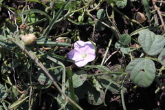 Convolvulus graminetinus