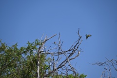 Merops leschenaulti