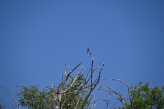 Merops leschenaulti