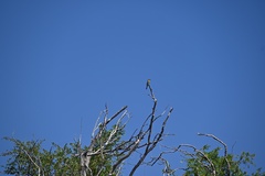 Merops leschenaulti