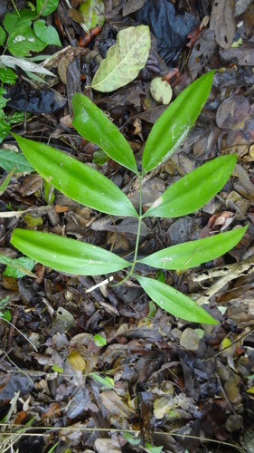 Zamia lindenii, photograph 2