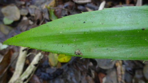 Zamia lindenii, photograph 3