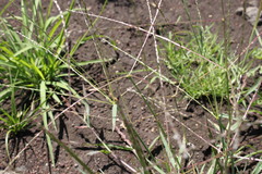 Digitaria divaricatissima