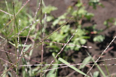 Digitaria divaricatissima