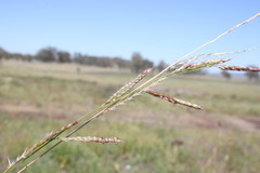 Eriochloa pseudoacrotricha