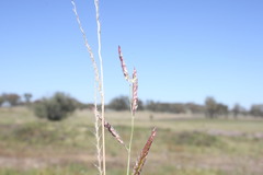 Eriochloa pseudoacrotricha