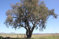Eucalyptus orgadophila