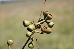 Eucalyptus orgadophila