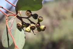 Eucalyptus orgadophila