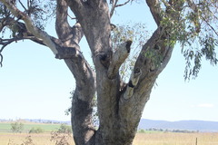 Eucalyptus orgadophila