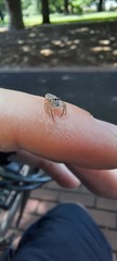 Salticinae