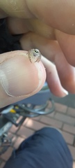 Salticinae